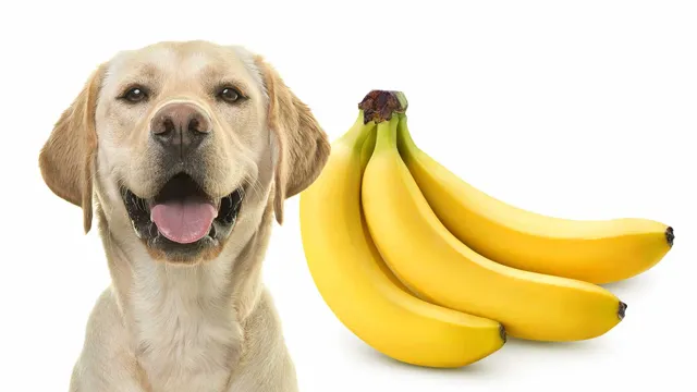 Can Can Dogs Eat Bananas