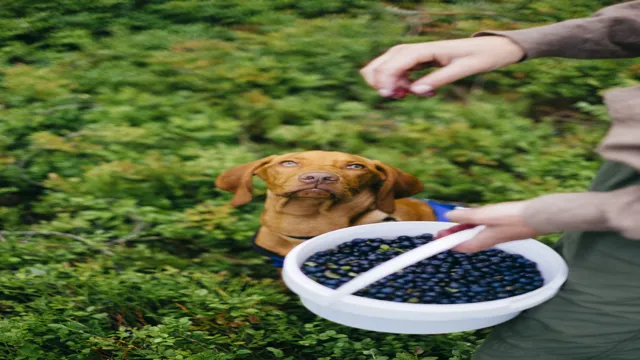 Can Can Dogs Eat Blueberries