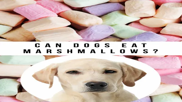Can Can Dogs Eat Marshmallows
