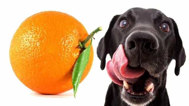 Can Can Dogs Eat Oranges