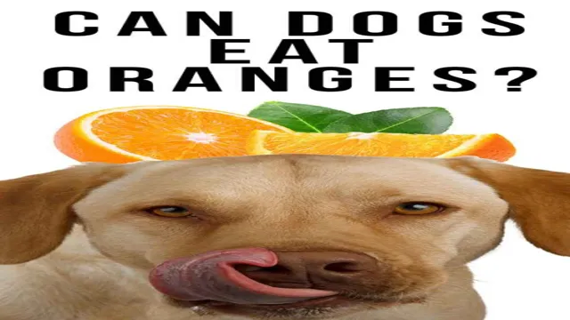 Can Can Dogs Eat Oranges
