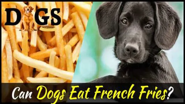 Can Dogs Eat 1 French Fry