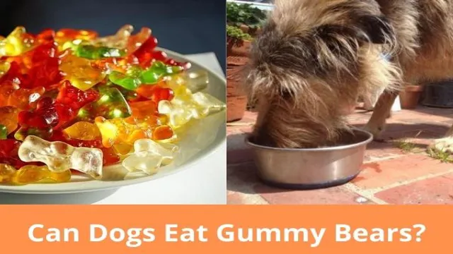 Can Dogs Eat 1 Gummy Bear