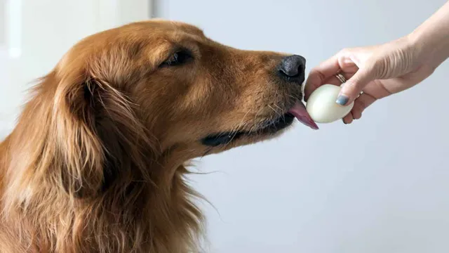 Can Dogs Eat 2 Boiled Eggs