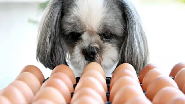Can Dogs Eat 2 Eggs