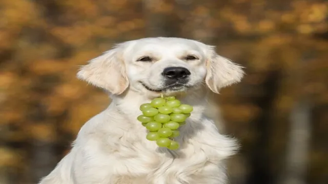 Can Dogs Eat 2 Grapes