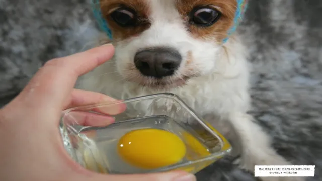 Can Dogs Eat 3 Eggs A Day