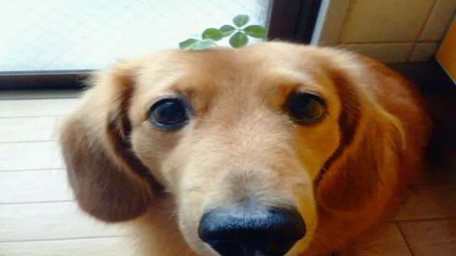 Can Dogs Eat 3 Leaf Clovers