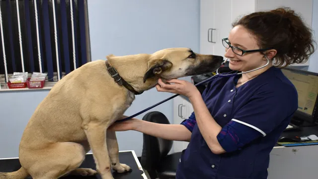 Can Dogs Eat After Anaesthesia