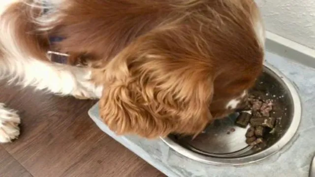 Can Dogs Eat After Being Spayed