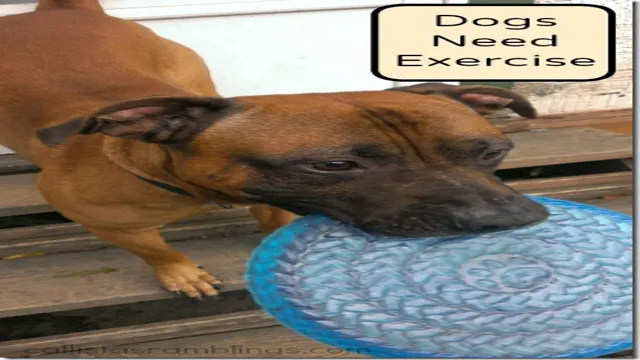 Can Dogs Eat After Exercise