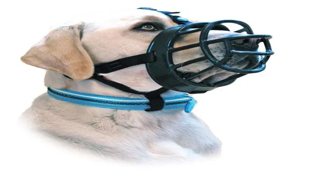 Can Dogs Eat And Drink With A Muzzle On