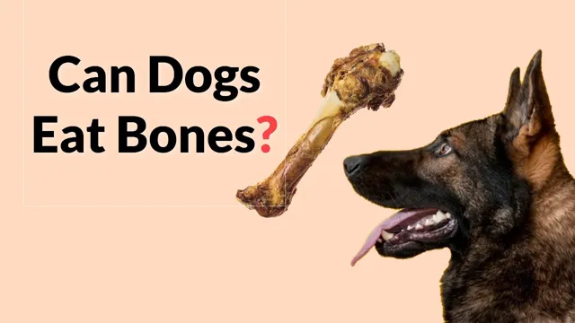 Can Dogs Eat And Swallow Bones