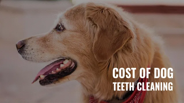 Can Dogs Eat Before Teeth Cleaning