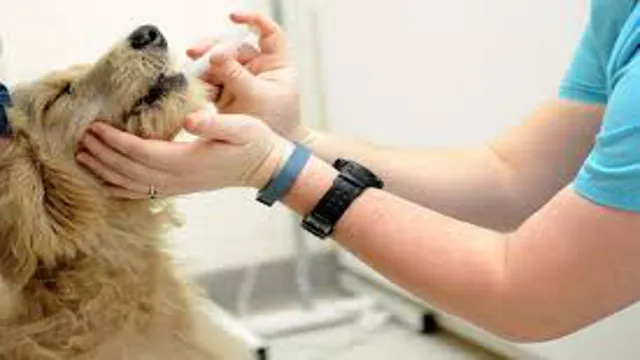 Can Dogs Eat Before Vaccination