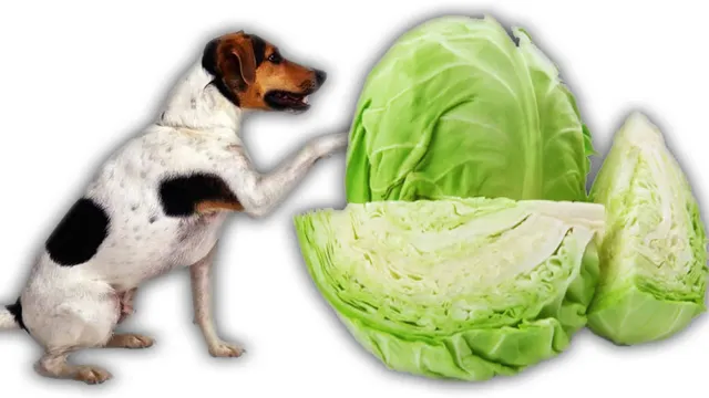 Can Dogs Eat Cabbage Leaves