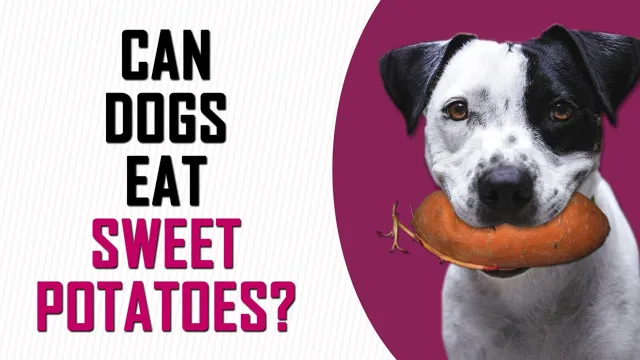 Can Dogs Eat Can Sweet Potatoes