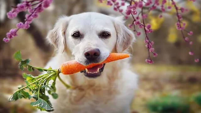 Can Dogs Eat Carrots And How Much