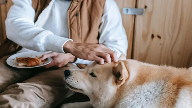 Giving Medication To Your Pet