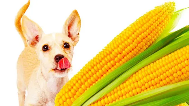 Can Dogs Eat Corn Flakes With Milk