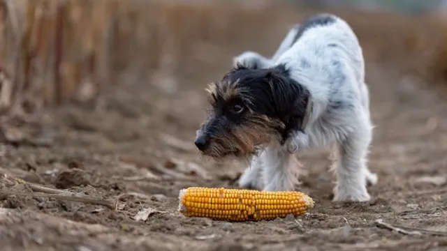 Can Dogs Eat Corn In The Cob
