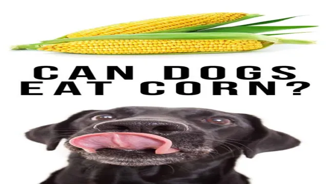 Can Dogs Eat Corn Roti