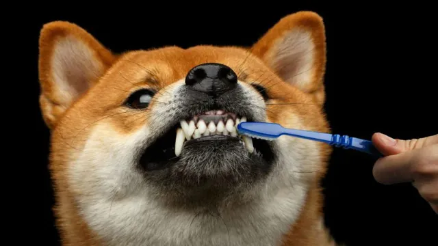 Can Dogs Eat Dog Toothpaste