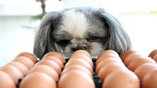Can Dogs Eat Egg Yellow