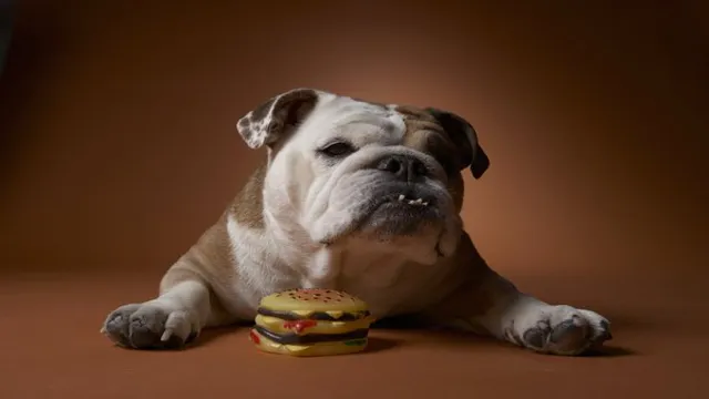 Can Dogs Eat Fast Food Hamburgers