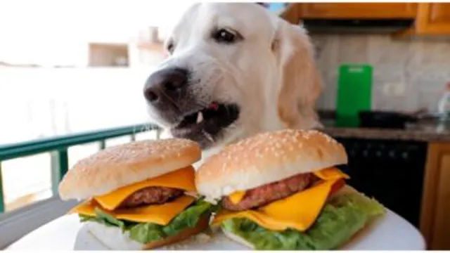 Can Dogs Eat Fast Food Hamburgers