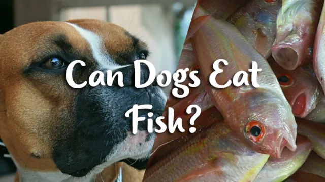 Can Dogs Eat Filet O Fish