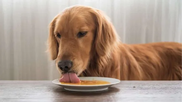 Can Dogs Eat French Beans