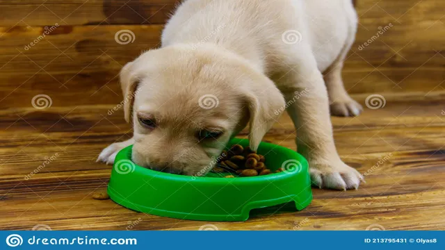 Can Dogs Eat From Plastic Bowls