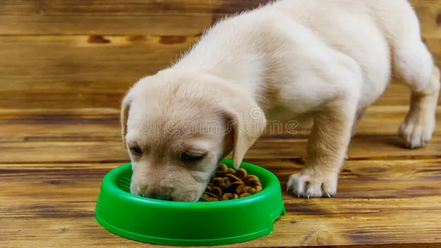 Can Dogs Eat From Plastic Bowls