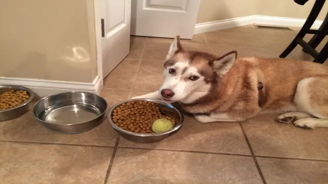 Can Dogs Eat From The Same Bowl