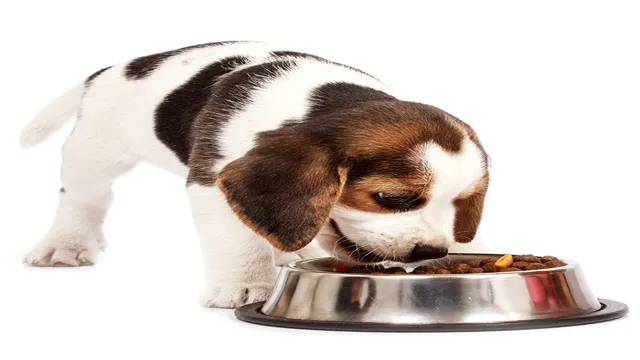 Can Dogs Eat From The Same Bowl