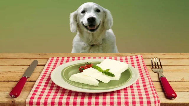 Can Dogs Eat Fromage Frais