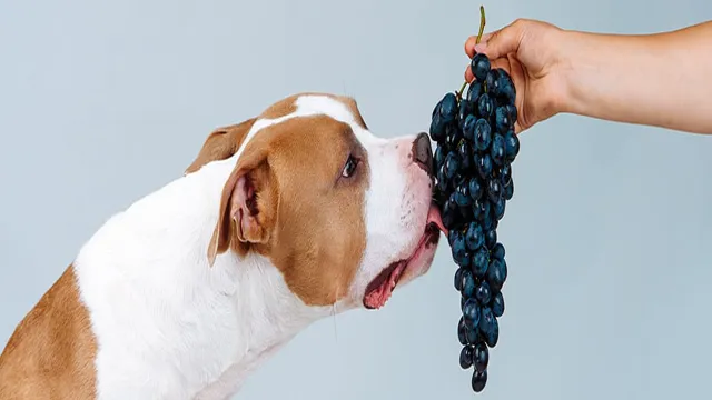Can Dogs Eat Grapes Without Seeds