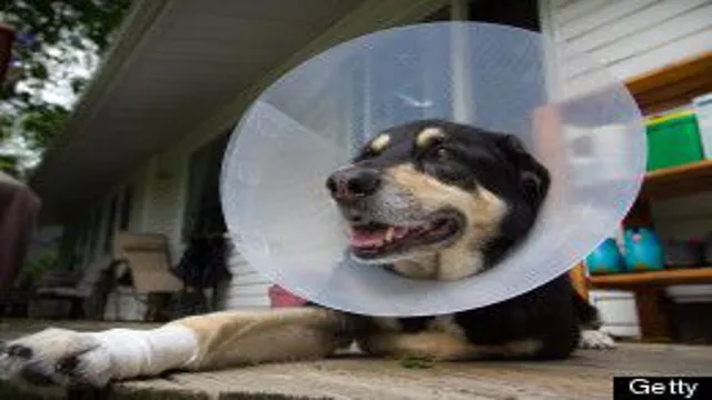 Can Dogs Eat In Cone