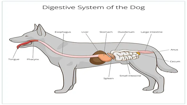 Can Dogs Eat Intestines