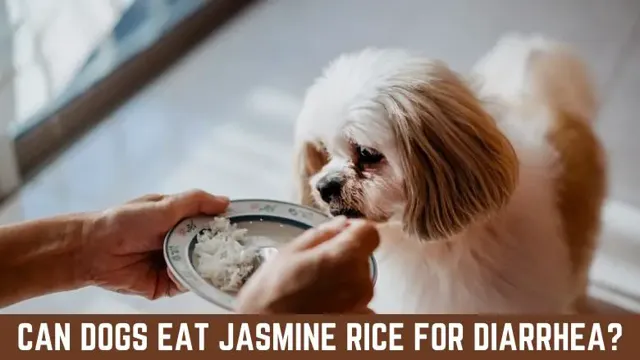 Can Dogs Eat Jeera Rice