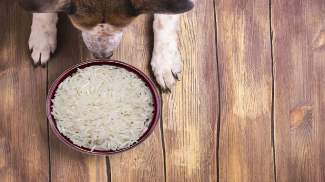 Can Dogs Eat Jeera Rice