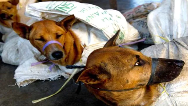 Can Dogs Eat Khajoor