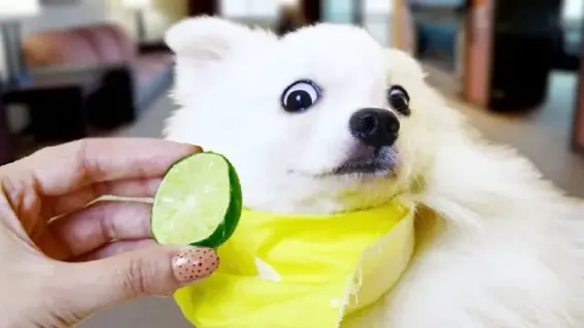 Can Dogs Eat Lime Chips