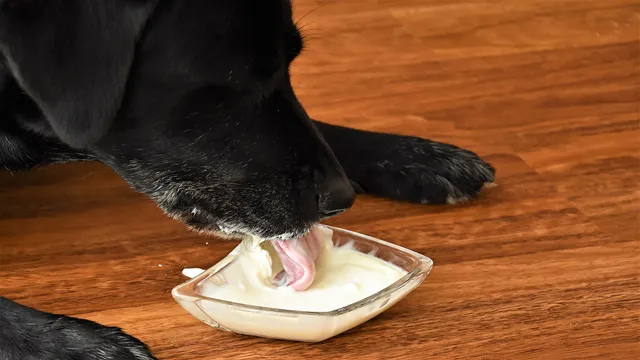 Can Dogs Eat Lime Yogurt