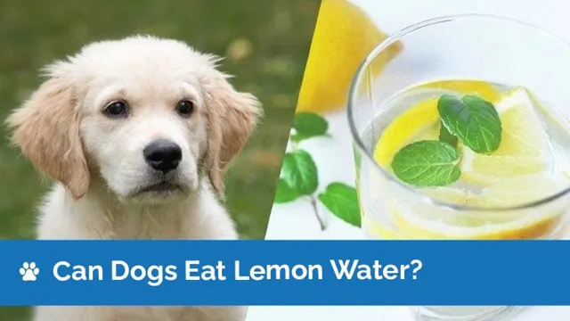 Can Dogs Eat Limes And Lemons