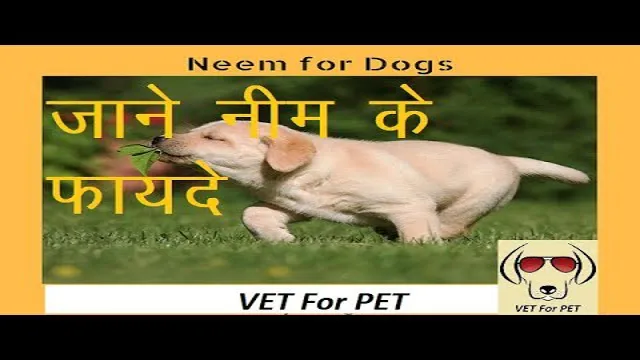 Can Dogs Eat Neem Leaves