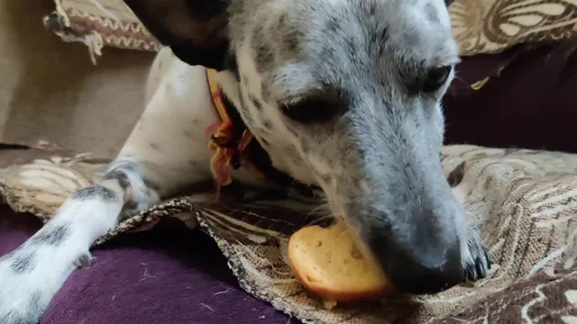 Can Dogs Eat Normal Biscuits
