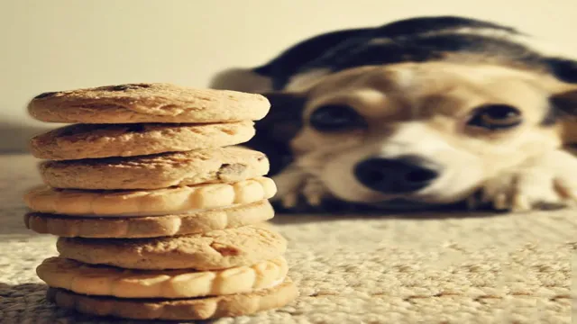 Can Dogs Eat Normal Biscuits