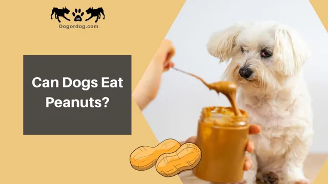 Can Dogs Eat Normal Peanut Butter